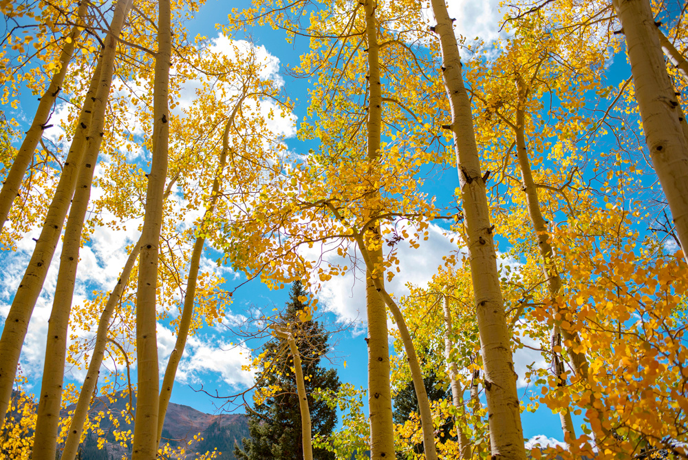 Aspen Trees