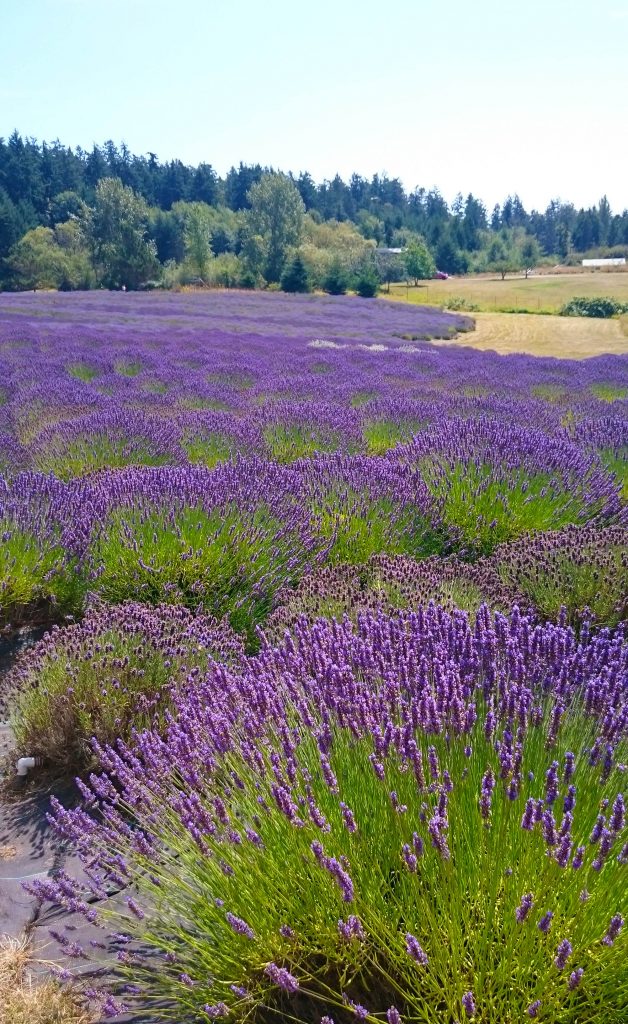 Pelindaba Lavender Farm San Juan Island