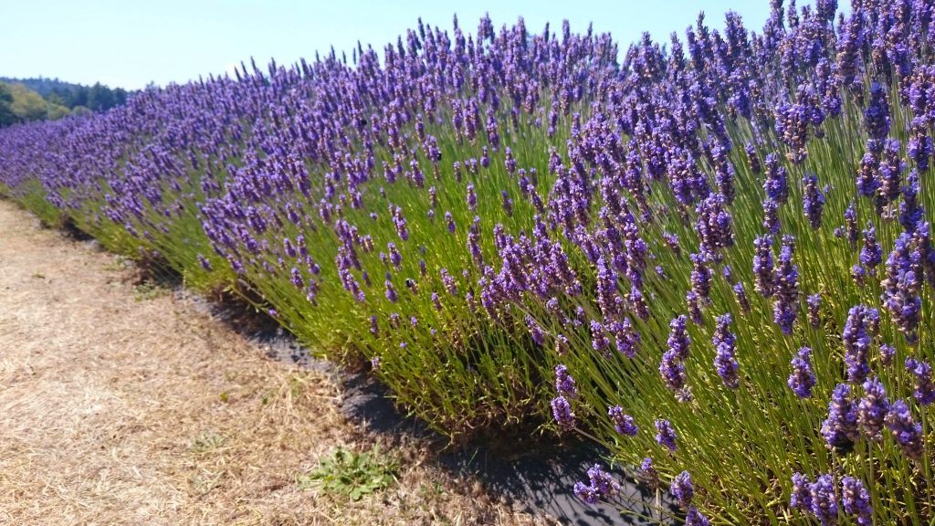 Pelindaba Lavender Farm San Juan Island