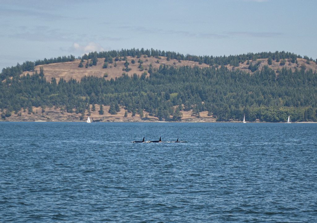 Orca Whales San Juan Islands