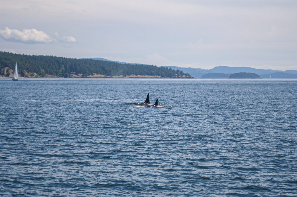 Orca Whales San Juan Islands