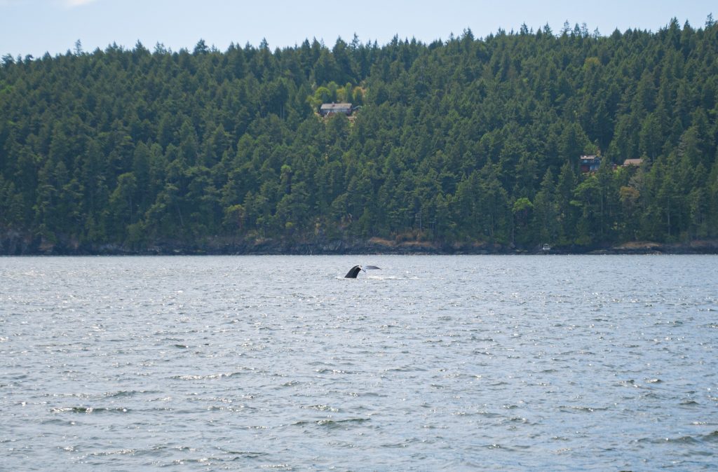 Humpback Whales San Juan Islands