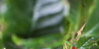 Touring The Green World Coffee Farm on Oahu Arabica Coffee Tree