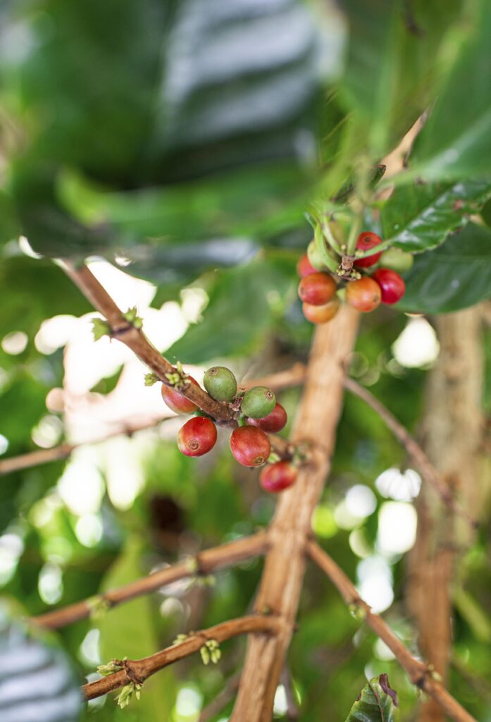 Arabica Coffee Tree