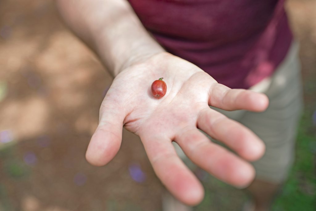 Arabica Coffee Bean