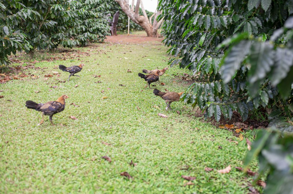 Stainless steel tumblers – Green World Coffee Farm