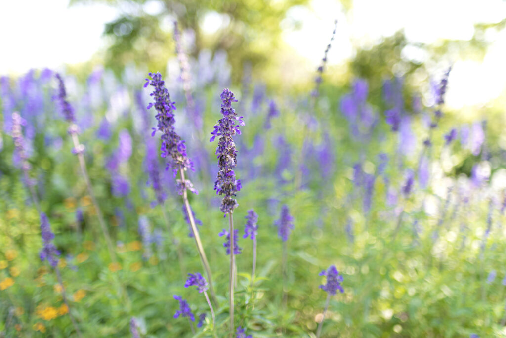 Fredericksburg Wildflowers