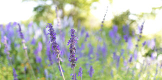 Fredericksburg, TX: A Hill Country Day Trip from San Antonio Fredericksburg Wildflowers