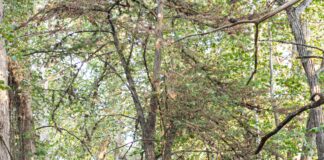 Canyon Lake, Texas: A Hill Country Day Trip from San Antonio Guadalupe River near Canyon Lake