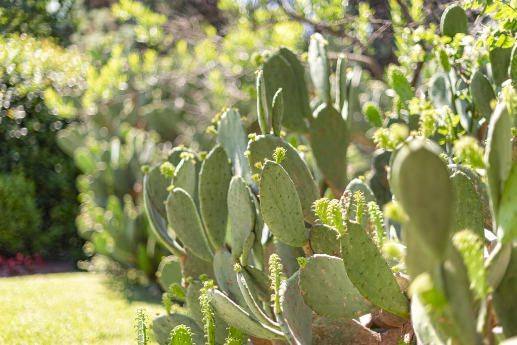 Texas Hill Country Cactus