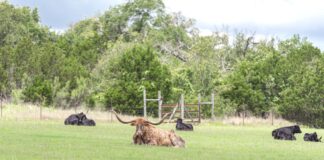 Wimberley, TX: A Hill Country Day Trip from San Antonio