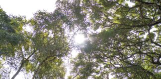 Social Distancing: Things to do Outside at Home Fun Things to do Outside! Explore a local botanical garden or go on a hike.