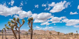 Wild California: The Best 14 Day Road Trip Itinerary Joshua Tree California Road Trip