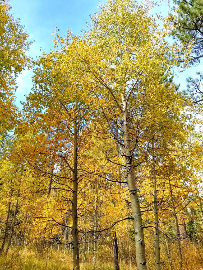 Aspen Trees near Lake Tahoe