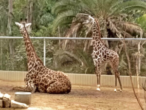 San Diego Zoo Giraffe