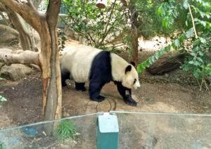 San Diego Zoo Panda