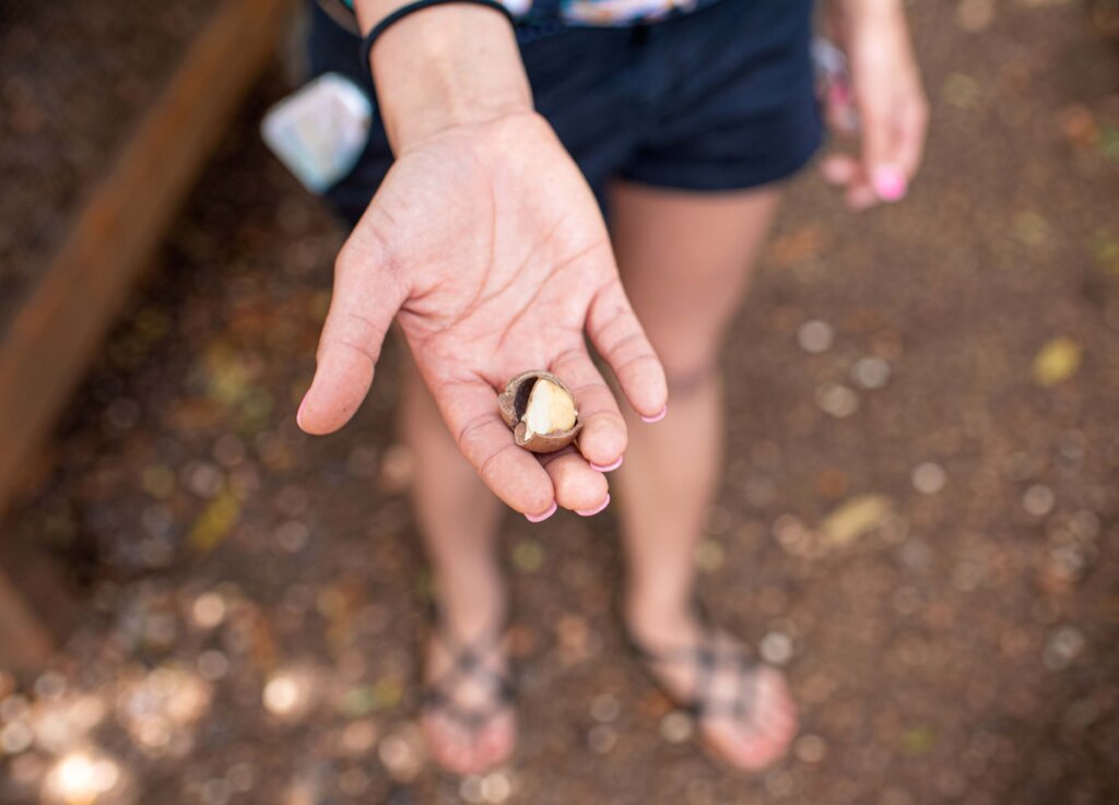 Must eat in Oahu Macadamia Nuts