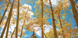 Colorado Fall Road Trip Itinerary Fall Colors Road Trip in Colorado