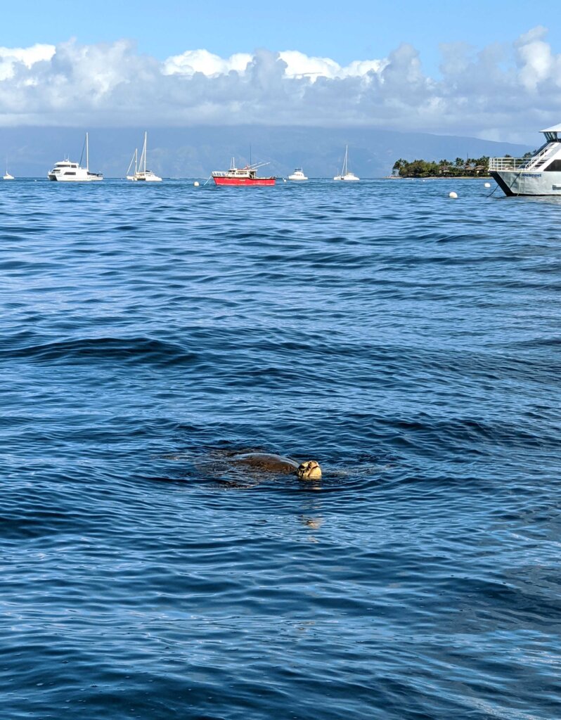 Whale Watching Maui Turtle