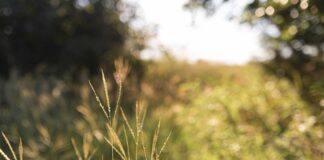 How To Take Photos During Golden Hour Golden Hour Photography Tips