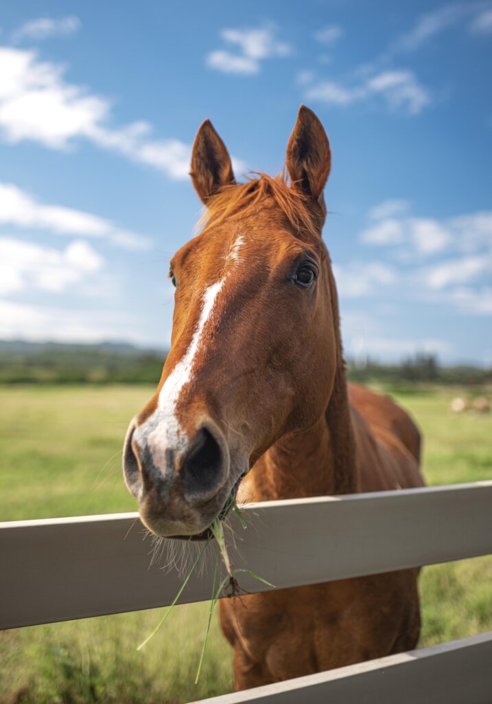 Oahu Horseback Riding