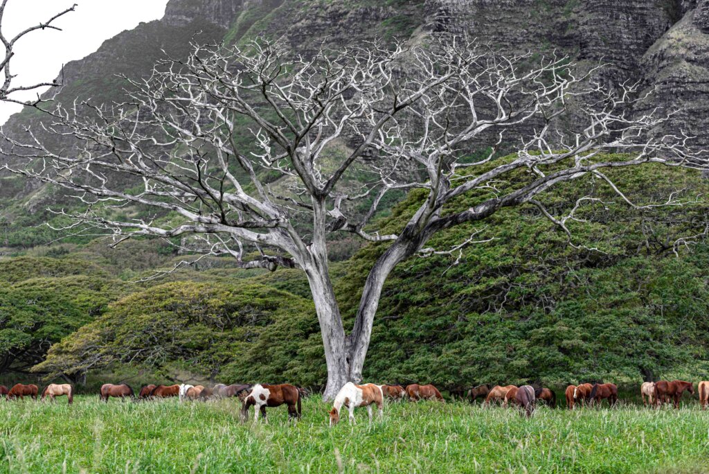 Kualoa Ranch Horses