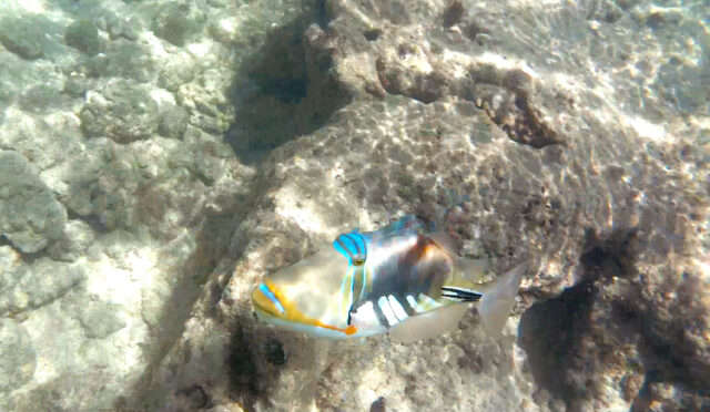 Best Snorkeling in Oahu - The Golden Hour Adventurer