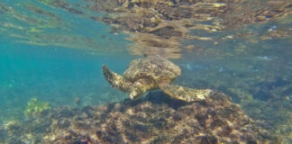 Best Snorkeling in Oahu Sea Turtle Snorkeling in Oahu