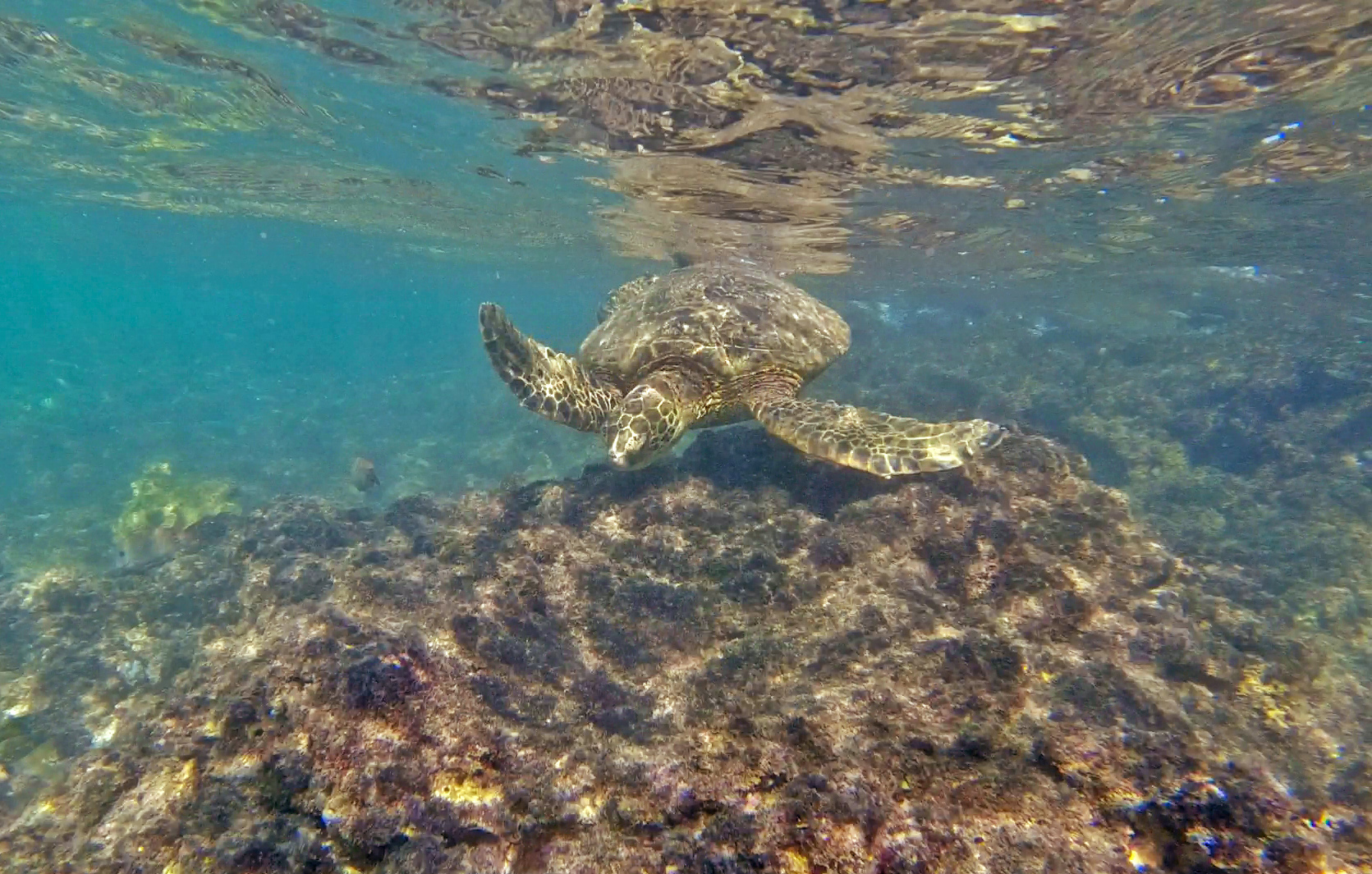 Jet Snorkel-Snorkeling with Turtles