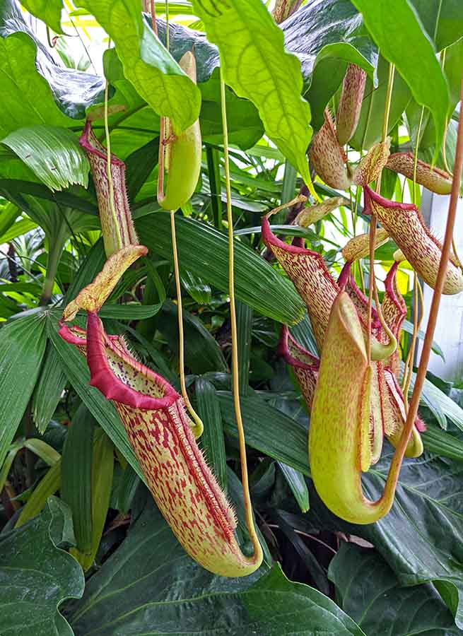 Foster Botanical Garden Pitcher Plant