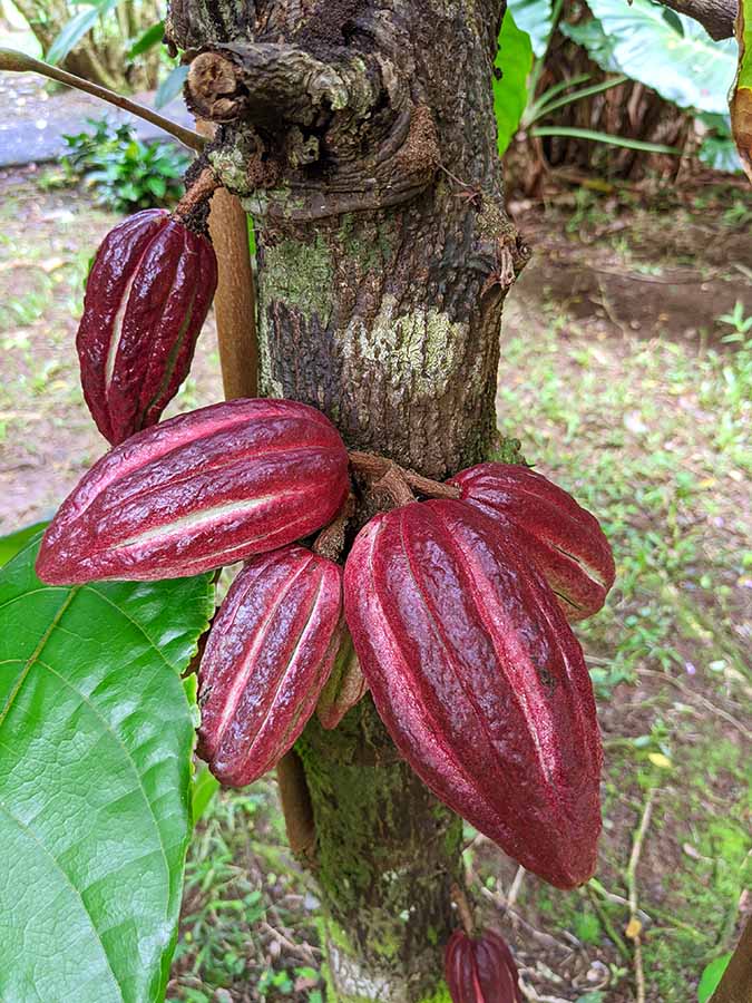 Hoomaluhia Botanical Garden Cacao
