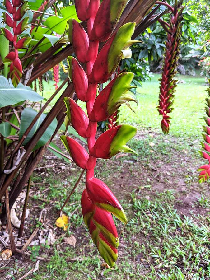 Hoomaluhia Botanical Garden Heliconia