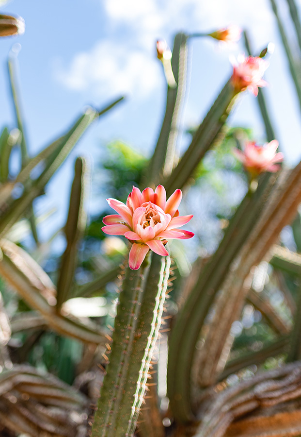 Koko Crater Botanical Garden