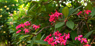 The Best Botanical Gardens in Oahu Hawaii Koko Crater Botanical Gardens Plumeria Grove