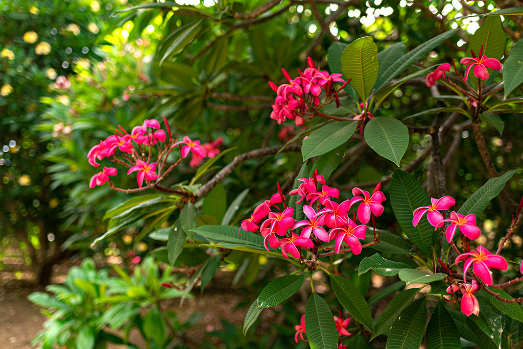 Koko Crater Botanical Gardens Plumeria Grove