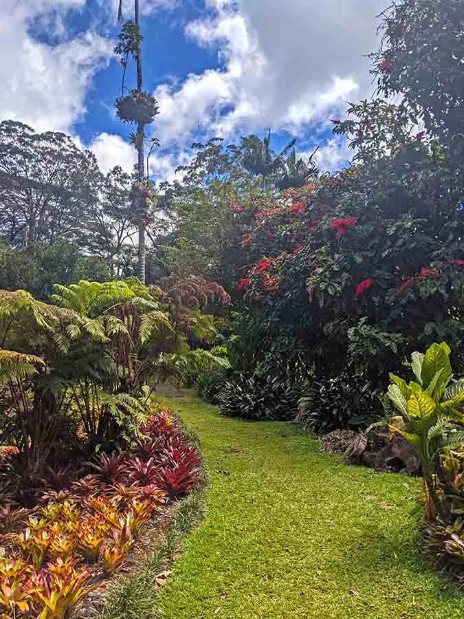 The Lyon Arboretum in Oahu Hawaii