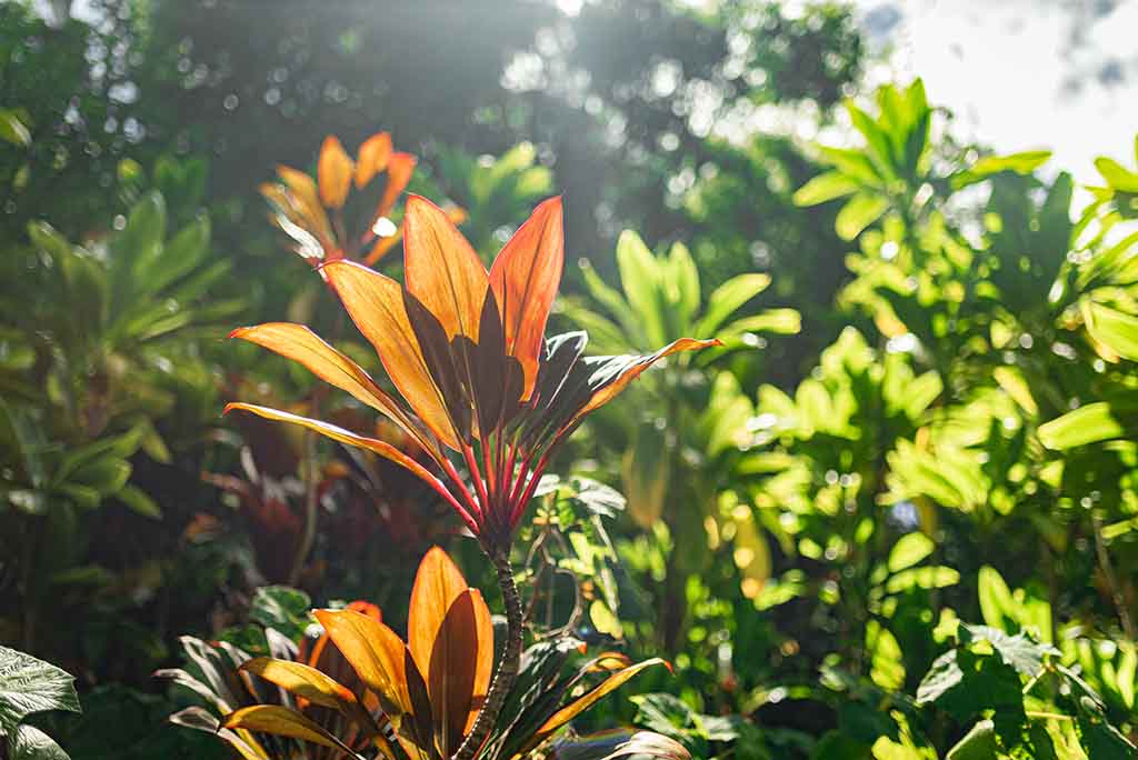 Wahiawa Botanical Garden Plants