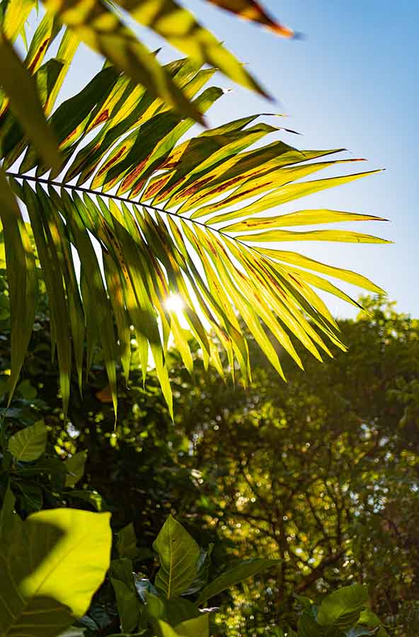 Wahiawa Botanical Garden in Oahu Hawaii