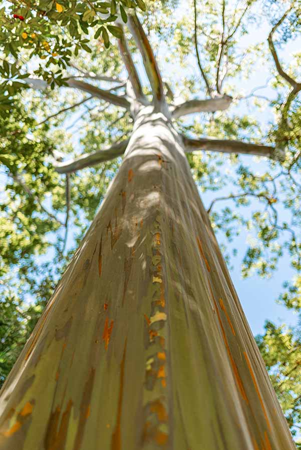 Rainbow Eucalyptus Wahiawa Oahu
