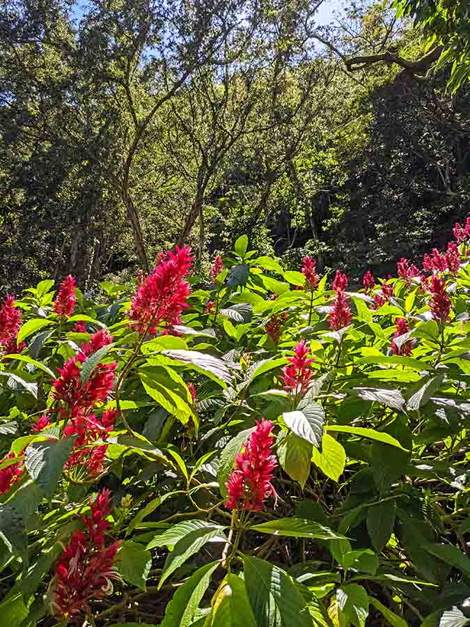 Waimea Valley Botanical Garden Flowers
