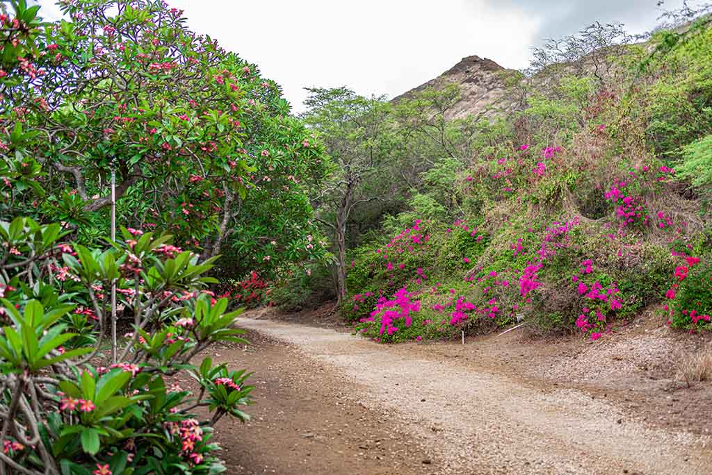 Free Things to do in Oahu Visit Botanical Garden