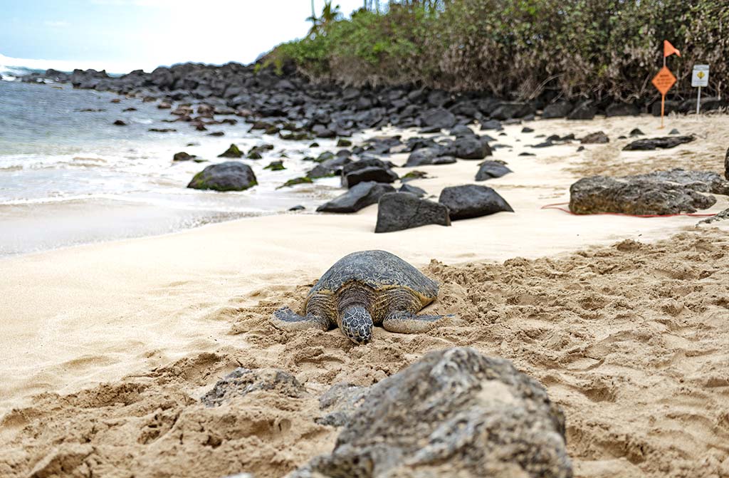 Visit Laniakea Beach for free in Oahu