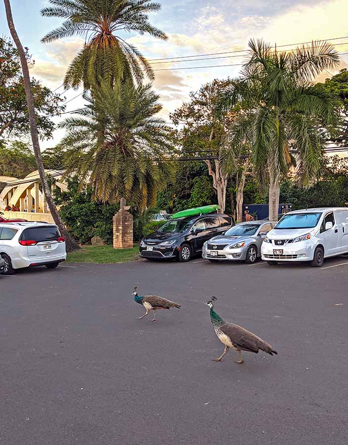 Free Things to do in Oahu look for Peacocks in Haleiwa