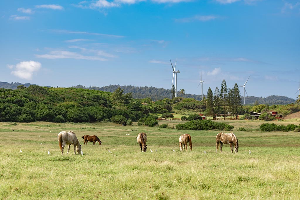 Free things to do in Oahu visit Horses on North Shore