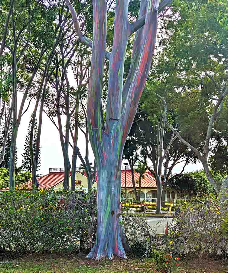 Free Thing to do in Oahu see a Rainbow Eucalyptus
