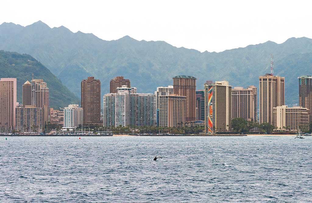 Humpback Whale Honolulu Hawaii