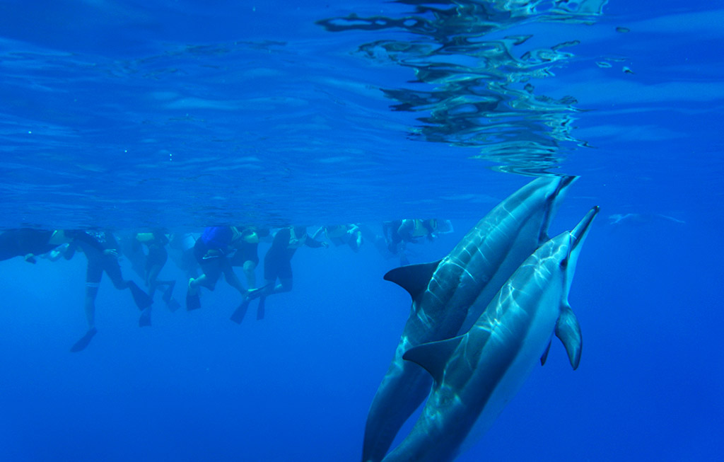 Oahu Bucket List Dolphin Swim