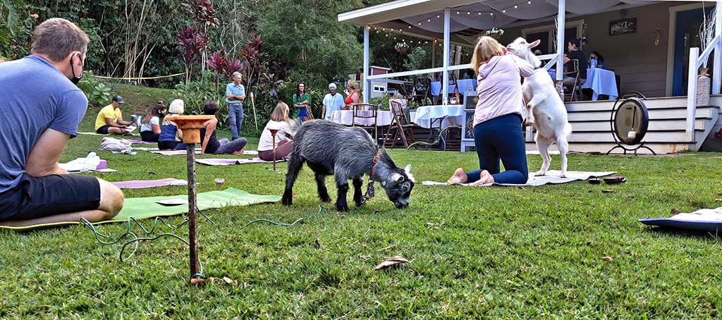 21 Degrees Cacao Farm Oahu Goat Yoga