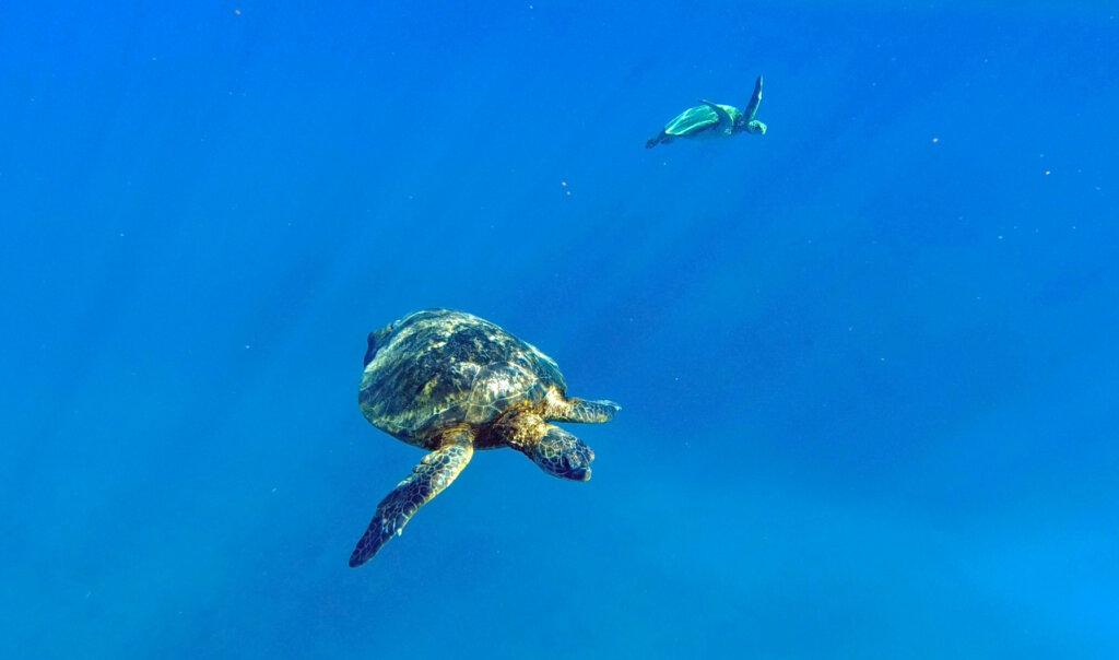 Snorkeling with Sea Turtles Oahu