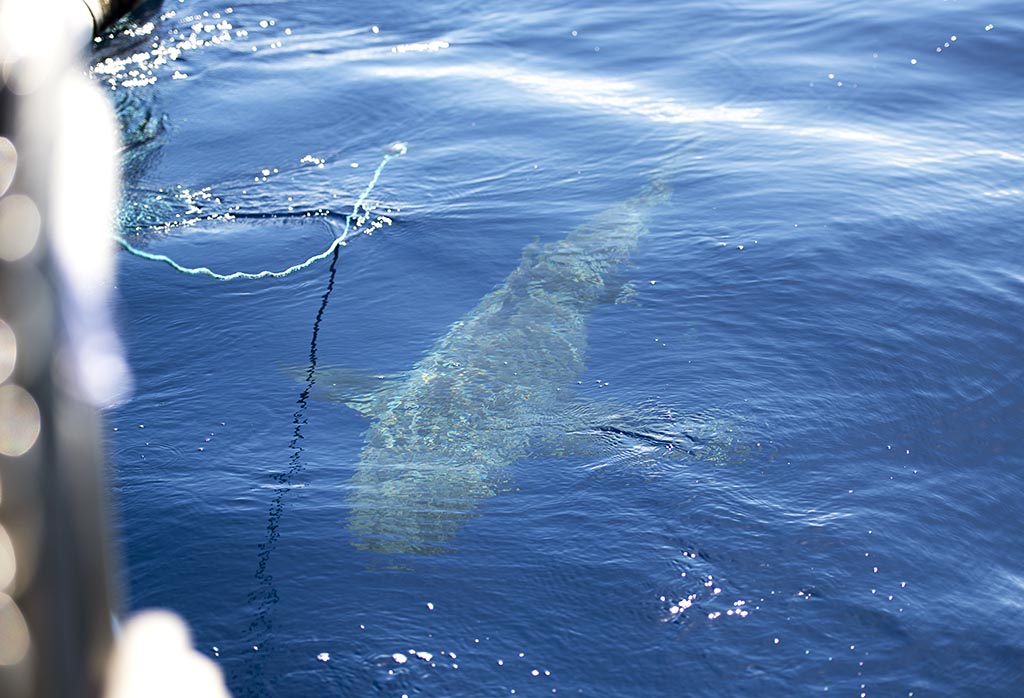 Oahu Bucket List Shark Cage Dive